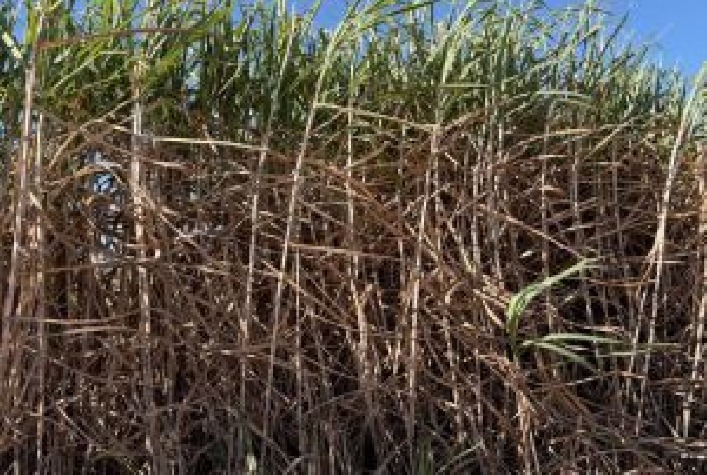 Nova cana-de-açúcar CTC9009 atinge 160 toneladas por hectare em Minas Gerais