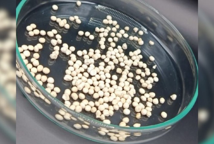 Nova cápsula de celulose melhora bioinseticida e aumenta eficácia no controle de pragas