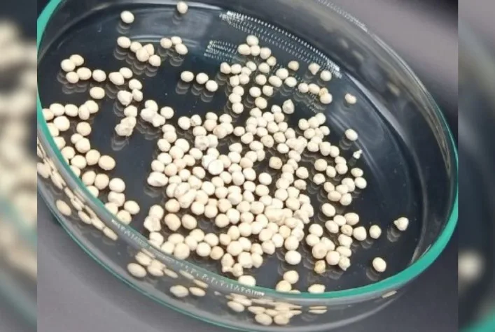 Nova cápsula de celulose melhora bioinseticida e aumenta eficácia no controle de pragas