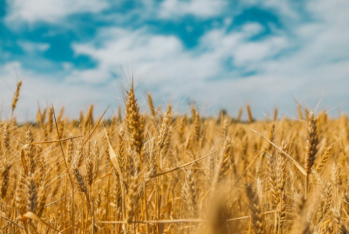 Paraná deve importar 1,6 milhão de toneladas de trigo na safra 2026/27