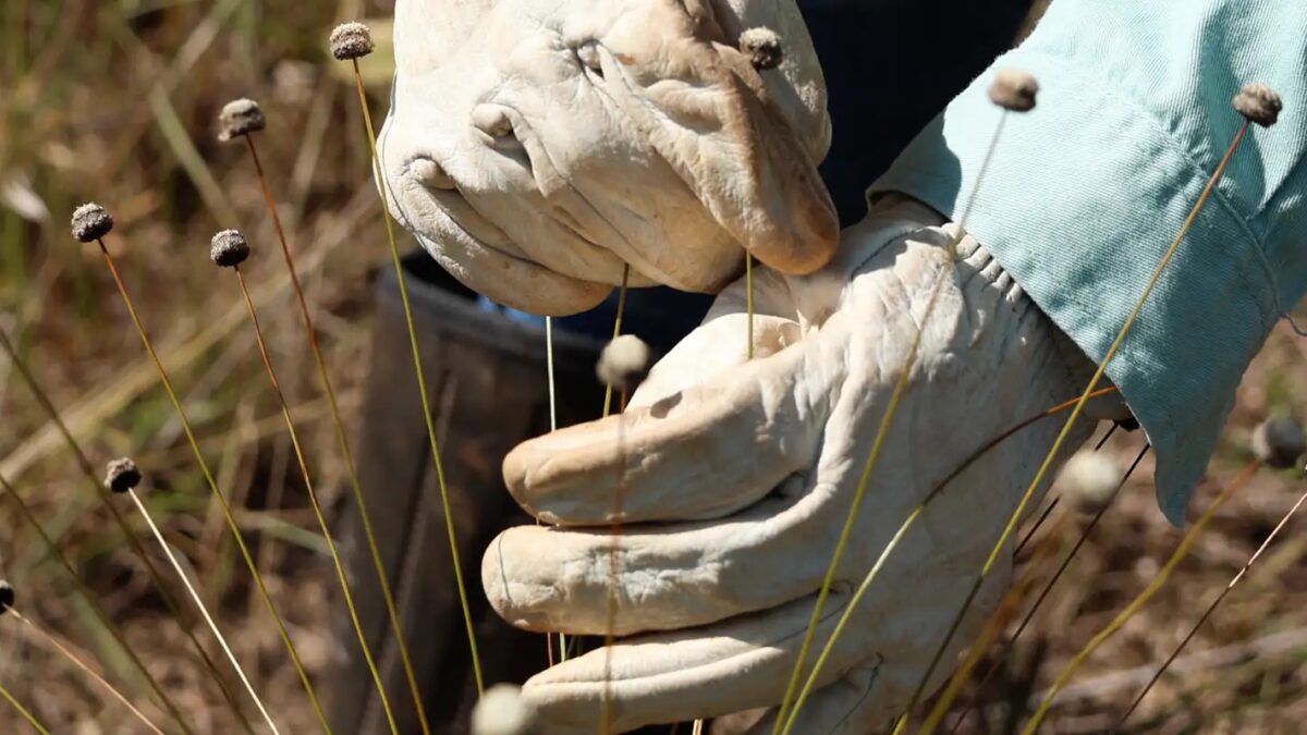 Pesquisadores redescobrem plantas raras consideradas extintas há 30 anos em Minas Gerais