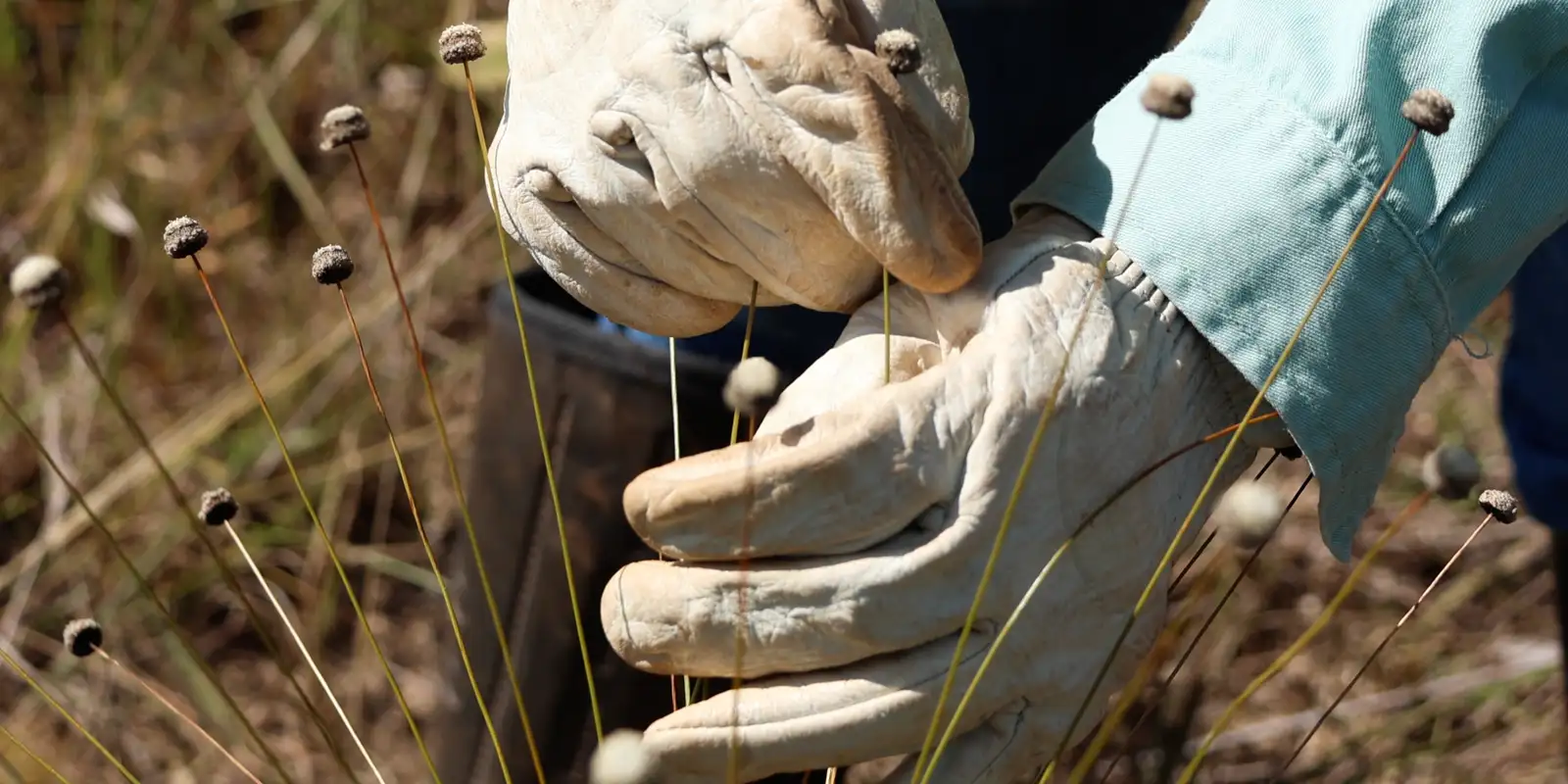 Pesquisadores redescobrem plantas raras consideradas extintas há 30 anos em Minas Gerais