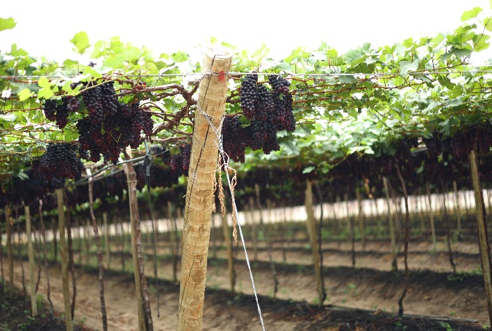 Plano Safra impulsiona viticultura e fortalece produtores de uva no Brasil
