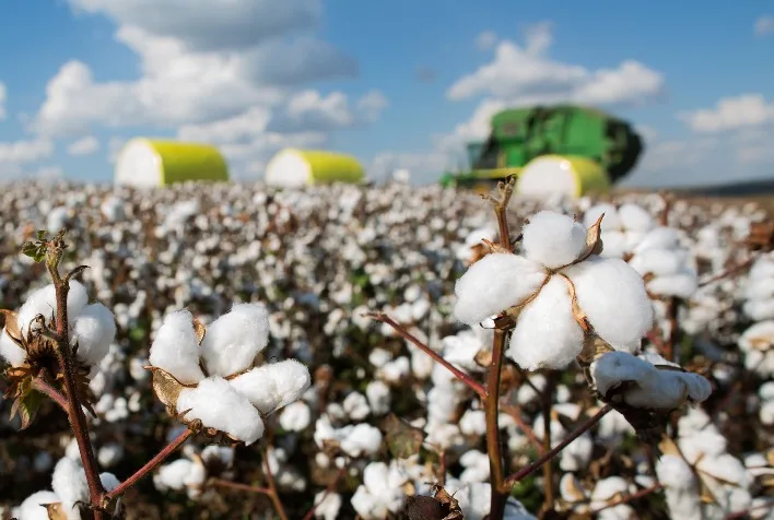 Preço do algodão no Brasil reage com oferta restrita e demanda crescente para nova safra