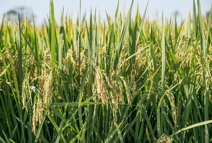 Preço do arroz se aproxima de R$ 80 com oferta restrita e indústria em alerta