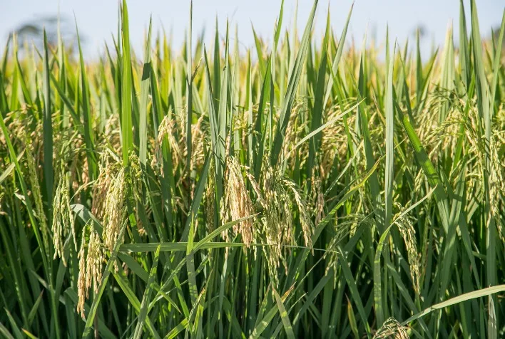 Preço do arroz se aproxima de R$ 80 com oferta restrita e indústria em alerta
