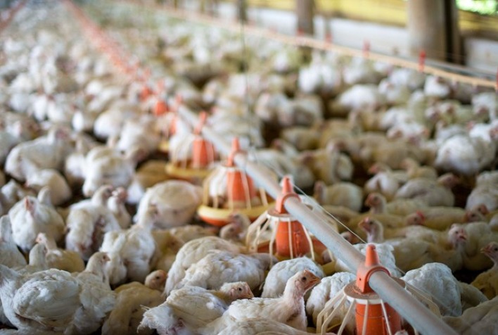 Preço do frango cai no Brasil com aumento da oferta, mas exportações seguem em alta