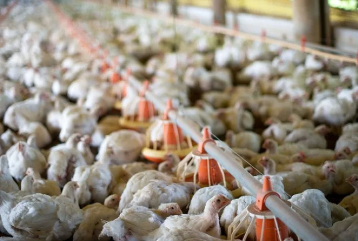 Preço do frango cai no Brasil com aumento da oferta, mas exportações seguem em alta