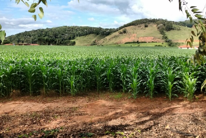 Preço do milho no Brasil sobe com produtores cautelosos e alta nas exportações