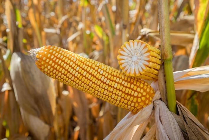 Produtividade do milho safrinha 2025/26 em Mato Grosso deve atingir recorde histórico