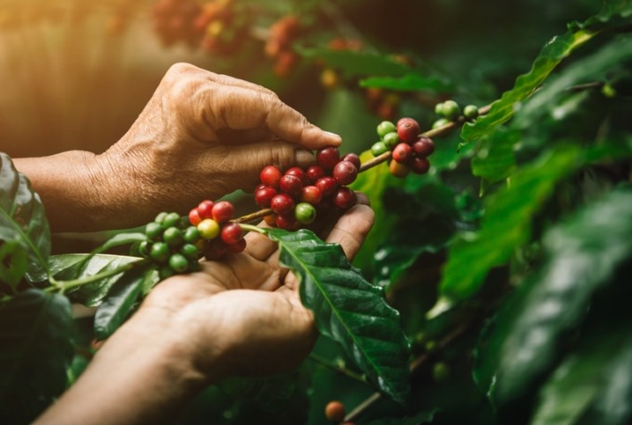 Produtores de café têm até 18 de setembro para se inscrever no Prêmio Ernesto Illy 2026