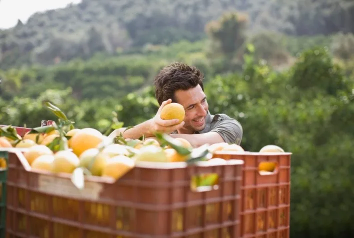 Safra de laranja deve cair para 255 milhões de caixas e afeta rentabilidade da citricultura em 2026/27