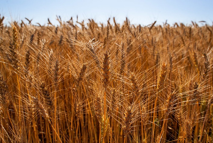 Safra de trigo deve cair 23,5% em 2026 e pressiona preços de alimentos no Brasil