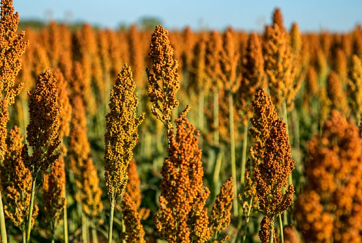Sorgo se destaca no agronegócio brasileiro com previsão de crescimento de 24,9% na produção
