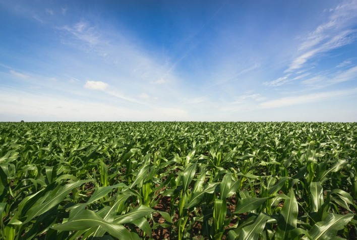 StoneX eleva projeção da safra de milho dos EUA para 16,16 bilhões de bushels