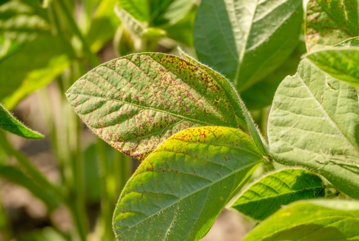 Tempo seco na soja oculta riscos de doenças e ameaça produtividade com chuvas