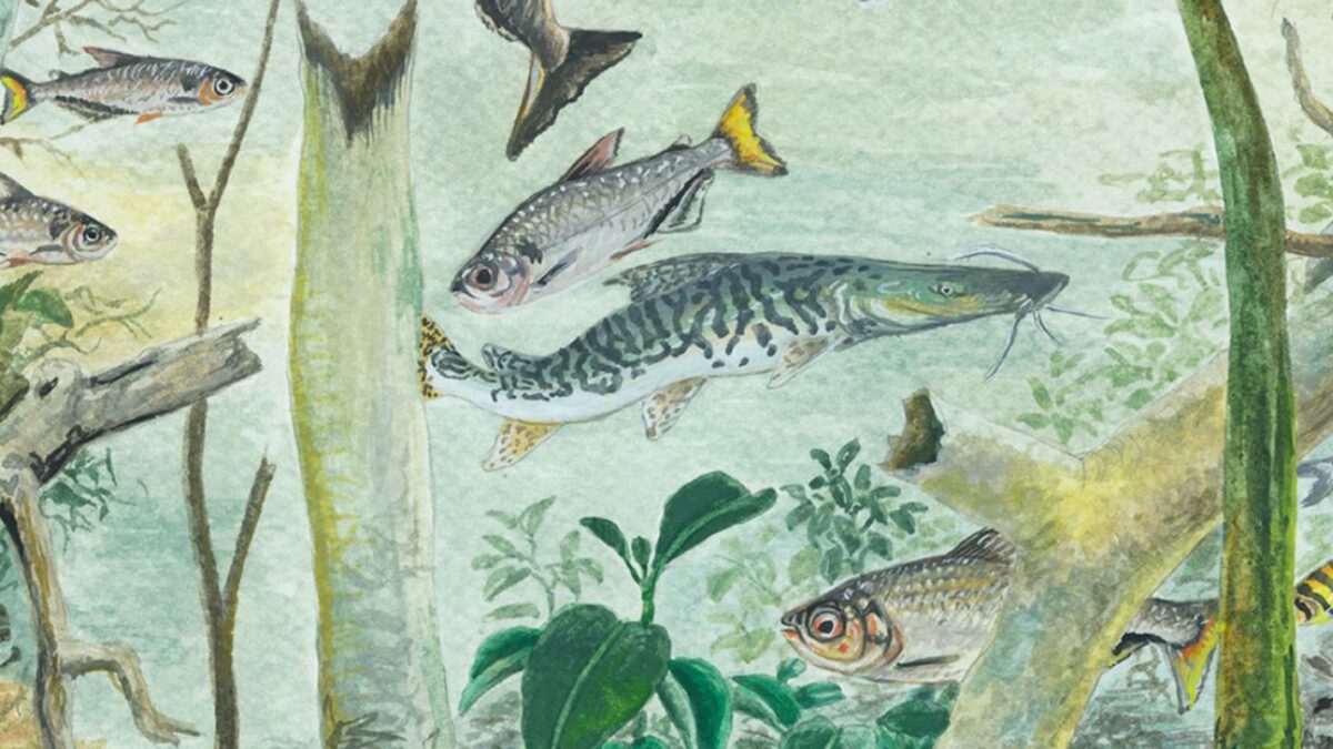 Amazônia abriga mais de 2,7 mil espécies de peixes, revela estudo da TNC