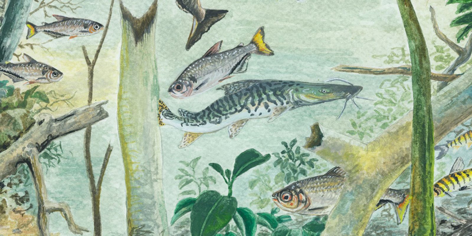 Amazônia abriga mais de 2,7 mil espécies de peixes, revela estudo da TNC