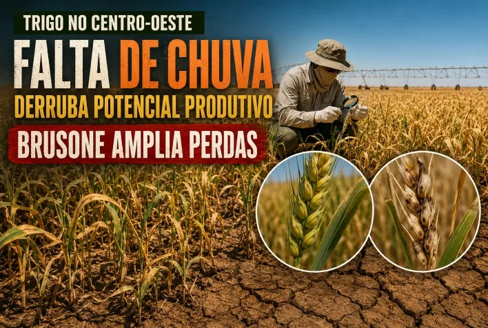 Falta de chuva e brusone reduzem produção de trigo no Centro-Oeste em 2026