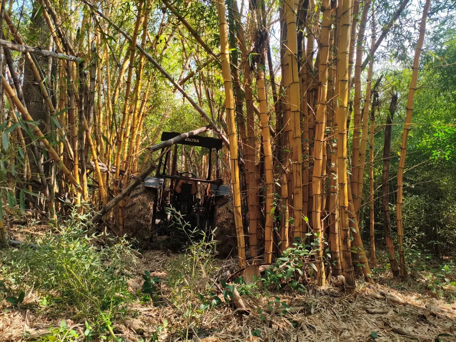 GCM encontra trator e caminhão roubados escondidos em canavial em Rio das Pedras