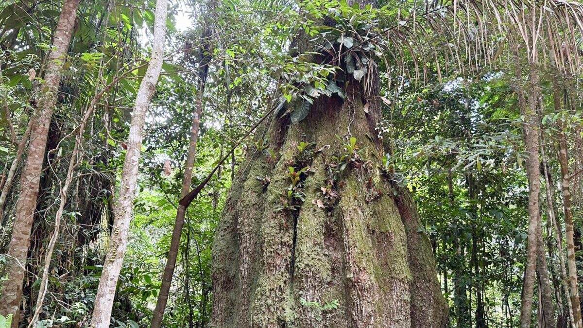 Iniciativa em Roraima une tecnologia e comunidade para conservar 14 mil hectares de floresta