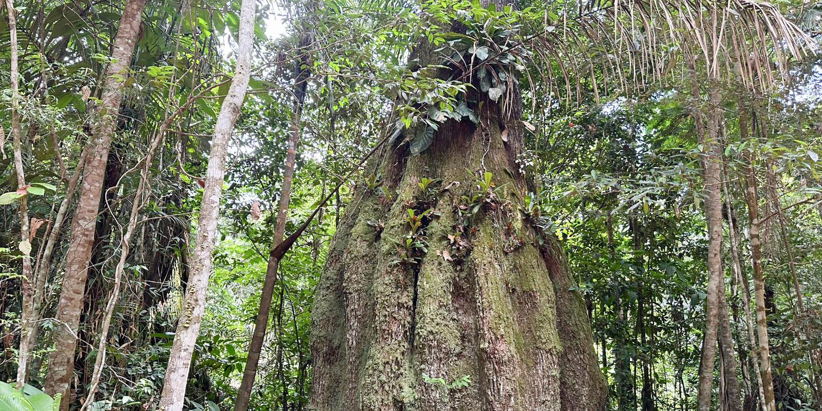Iniciativa em Roraima une tecnologia e comunidade para conservar 14 mil hectares de floresta