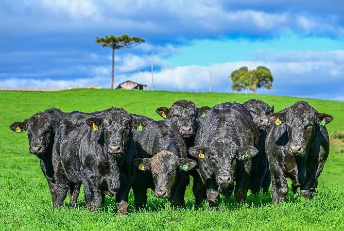 Leilões de touros: Angus lidera com média de R$ 19.536,47 em genética bovina