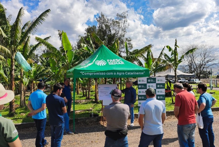 Seminário em Santa Catarina impulsiona bananicultura com novas práticas de manejo e pós-colheita