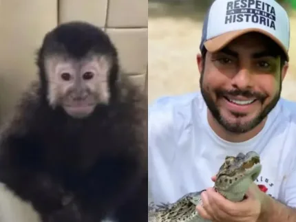 Macaco-prego que invadiu casas em Salvador morre após resgate; tutor suspeita de envenenamento