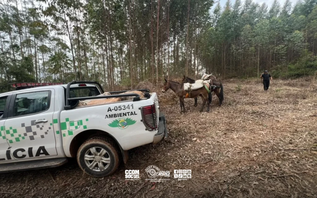 PM Ambiental apreende 400 palmitos-juçara extraídos ilegalmente em SP